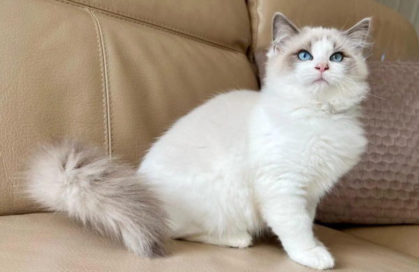 Teddy -  Männlich ragdoll Kätzchen zu verkaufen