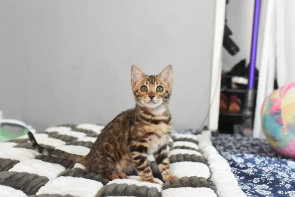 Jeff - Männlich Bengal Kätzchen zu verkaufen