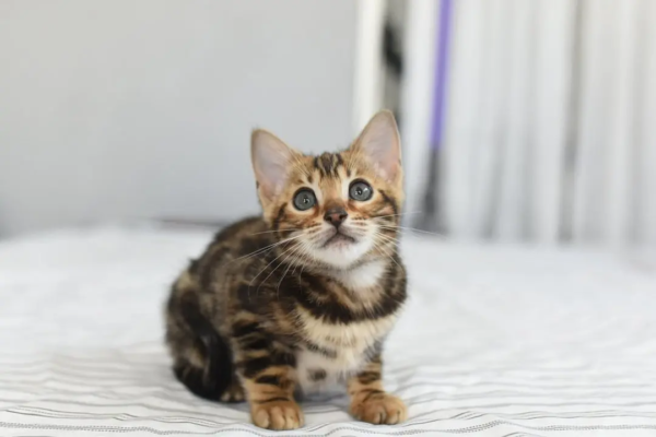 Oscar - Männlich Bengal katzchen zu verkaufen