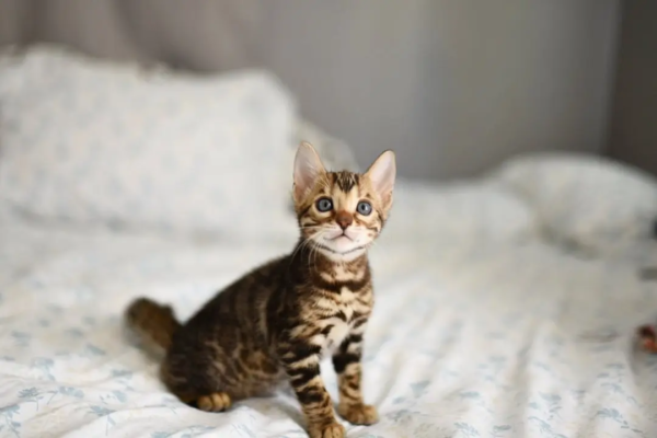 Emmy - Weiblich Bengal katzchen zu verkaufen