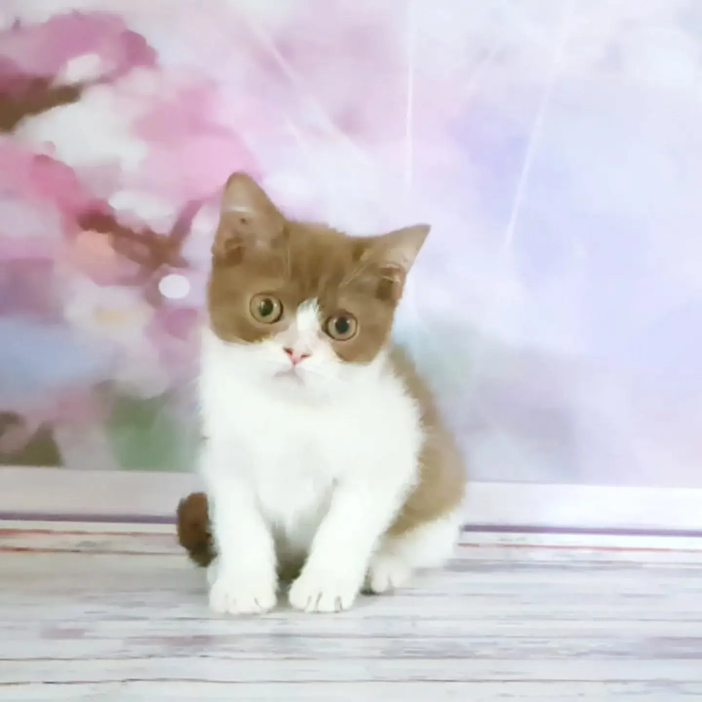 Weiblich Britisch Kurzhaar Katzchen