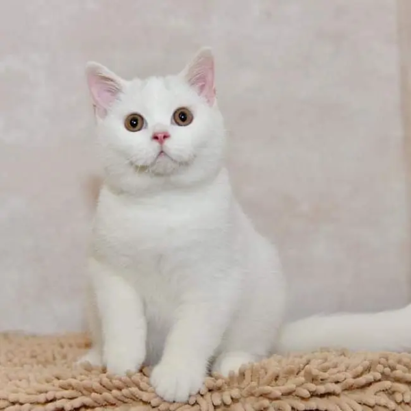 Weiblich Britisch Kurzhaar Katzchen