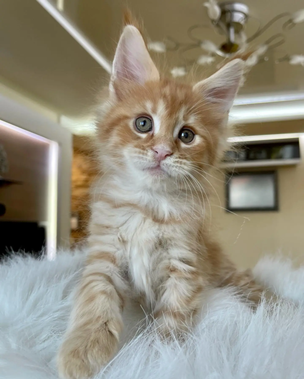 Weiblich Maine Coon Katzchen