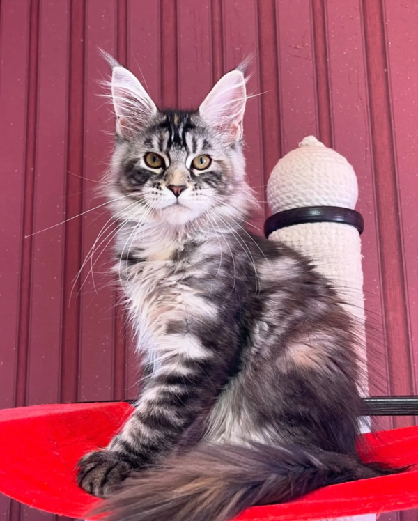 Männlich Maine Coon Katzchen