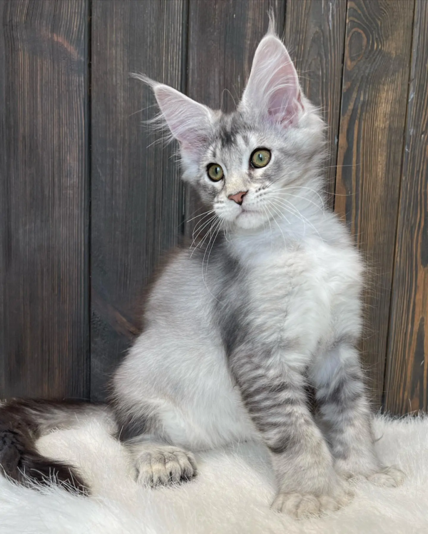 Weiblich Maine Coon Katzchen