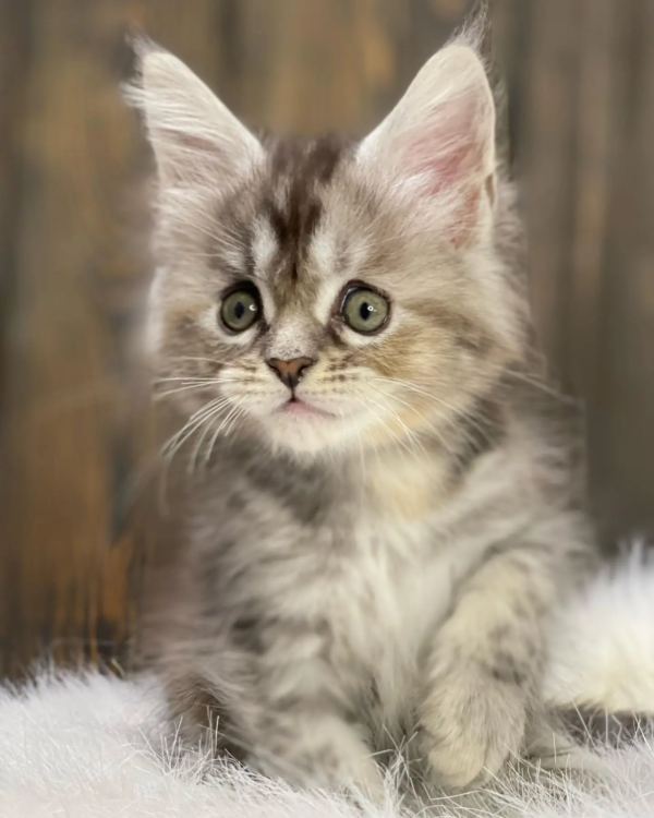 Weiblich Maine Coon Katzchen