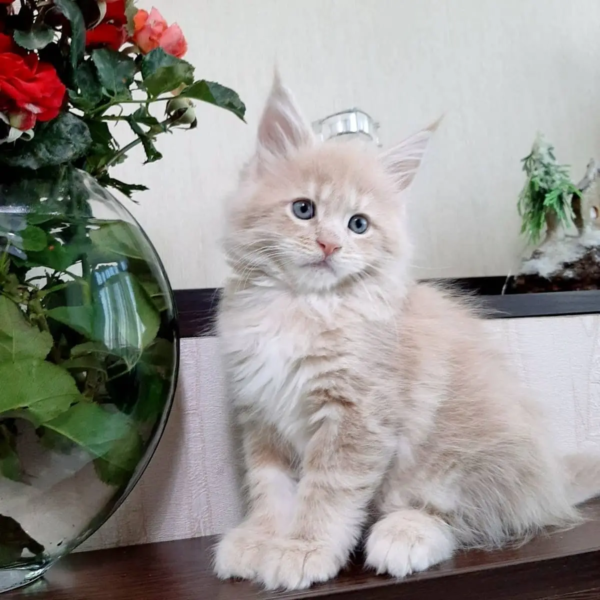 Weiblich Maine Coon Katzchen