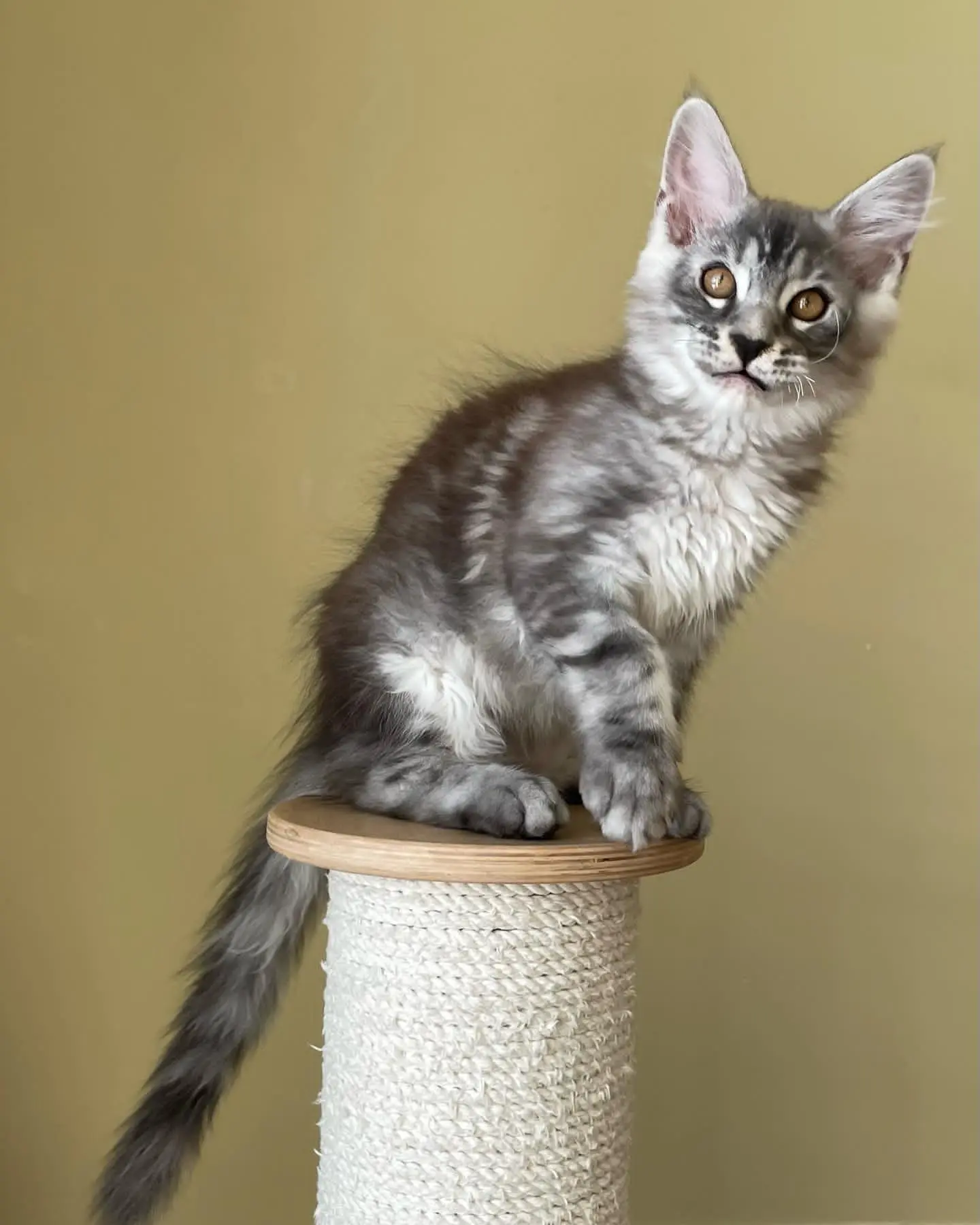 Main Coon Katze Kaufen