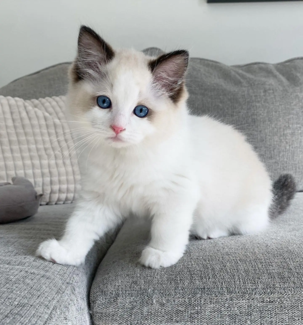 ragdoll