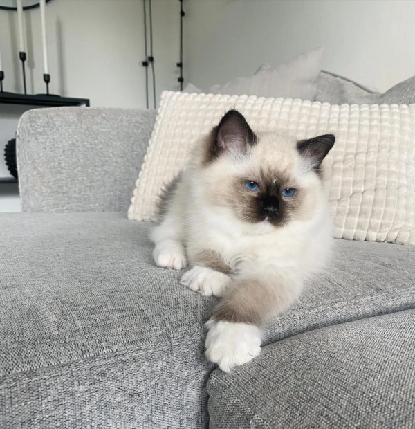 Ted - Männlich Ragdoll Kätzchen zu verkaufen
