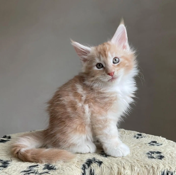 Lucy - Weiblich Maine Coon Katzchen zu verkaufen