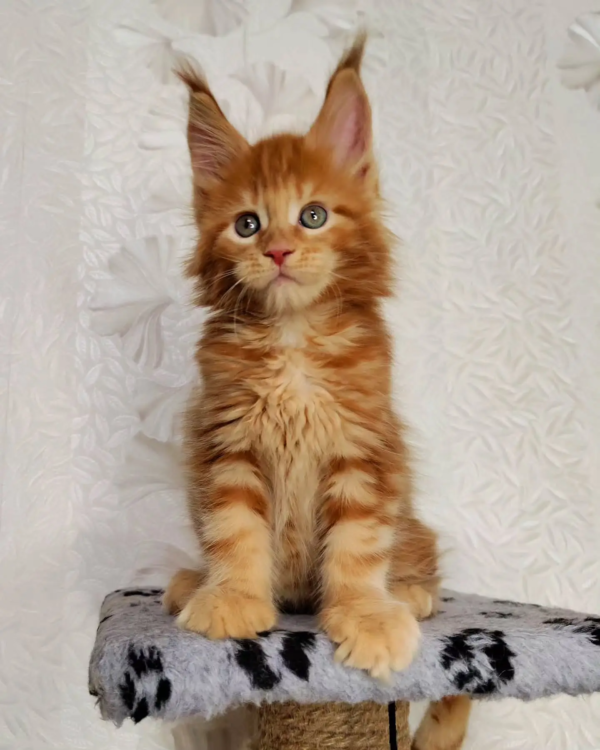 Sind Maine Coons Schmusekatzen?