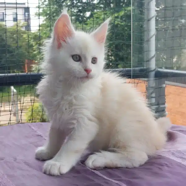 Anny - Weiblich Maine Coon Katzchen zu verkaufen
