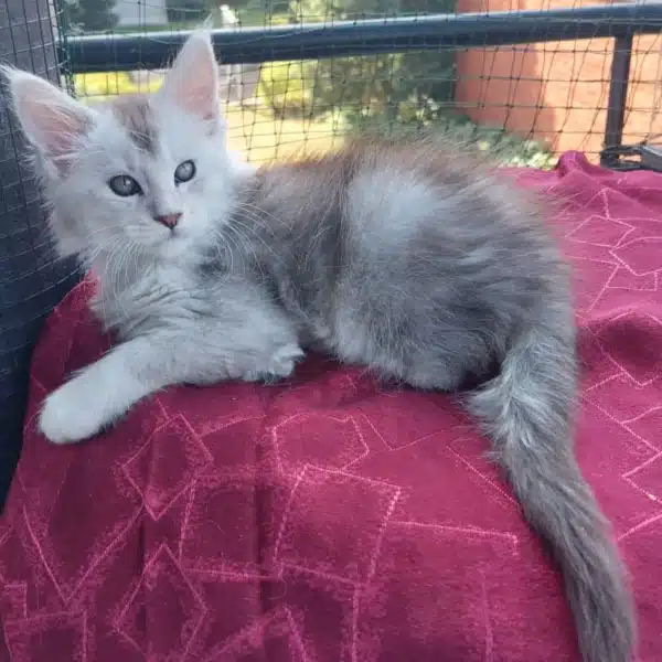 Mackbel - Weiblich Maine Coon Katzchen zu verkaufen