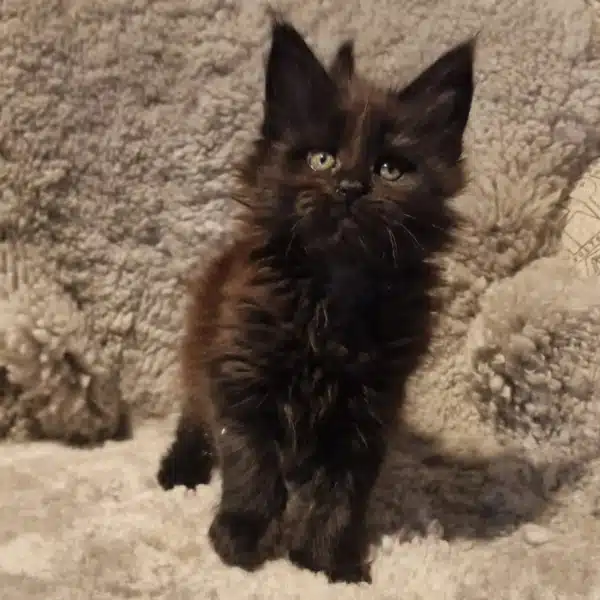 Mich-  Männlich Maine Coon Katzchen zu verkaufen