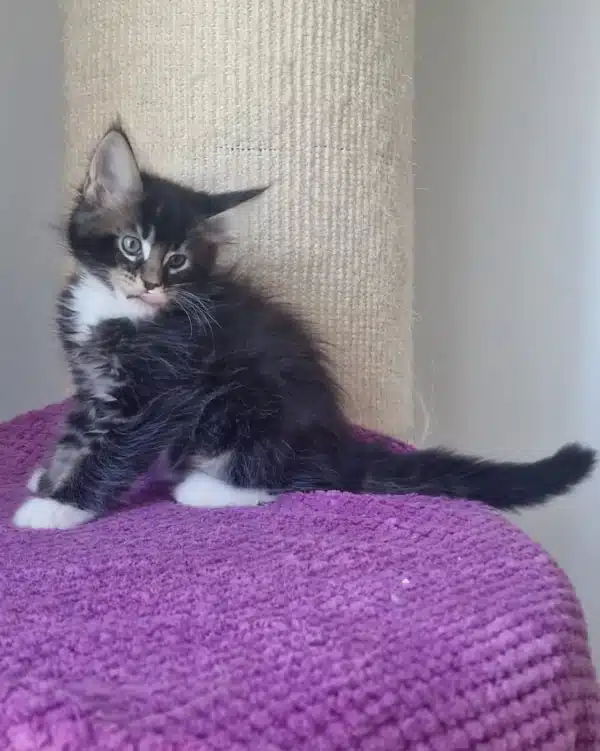 Maine Coon Katze Kaufen