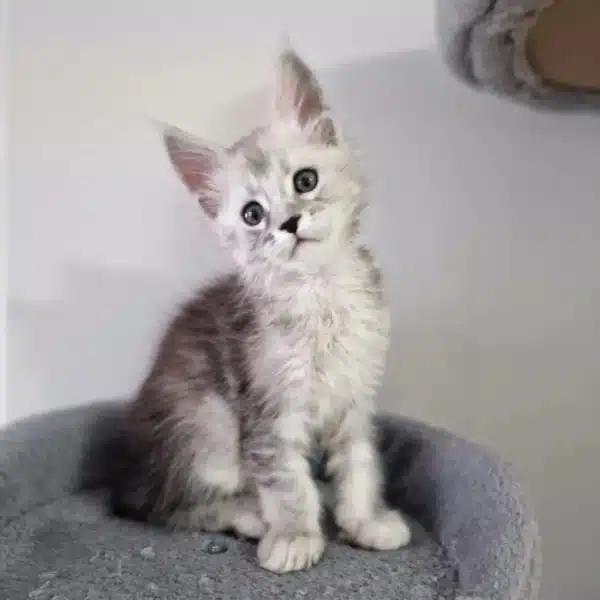 Benny -  Männlich Maine Coon Katzchen zu verkaufen