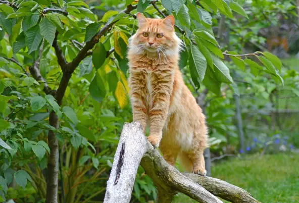 Wie alt werden Katzen Maine Coon?
