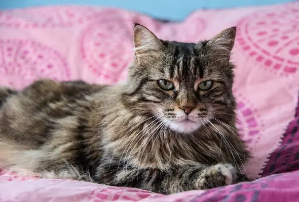 Wie groß wird eine XXL Maine Coon?