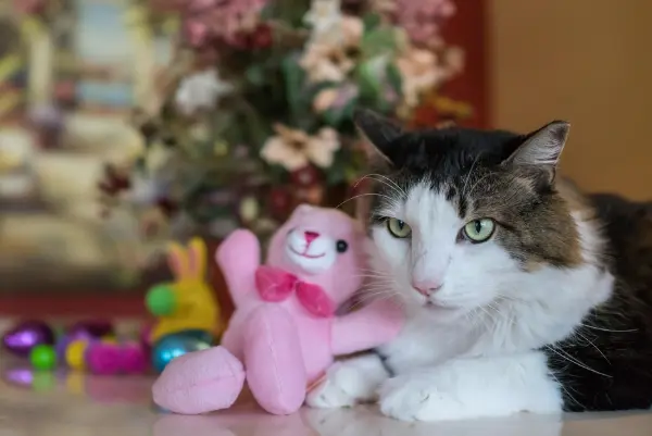 Sind Maine Coon Katzen in Deutschland erlaubt?