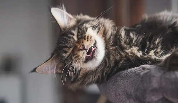 Sind Maine Coons Schmusekatzen?