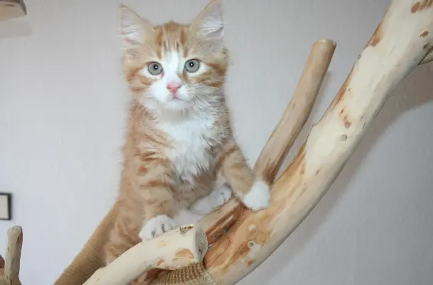 Sind Maine Coon Katzen in Deutschland erlaubt?
