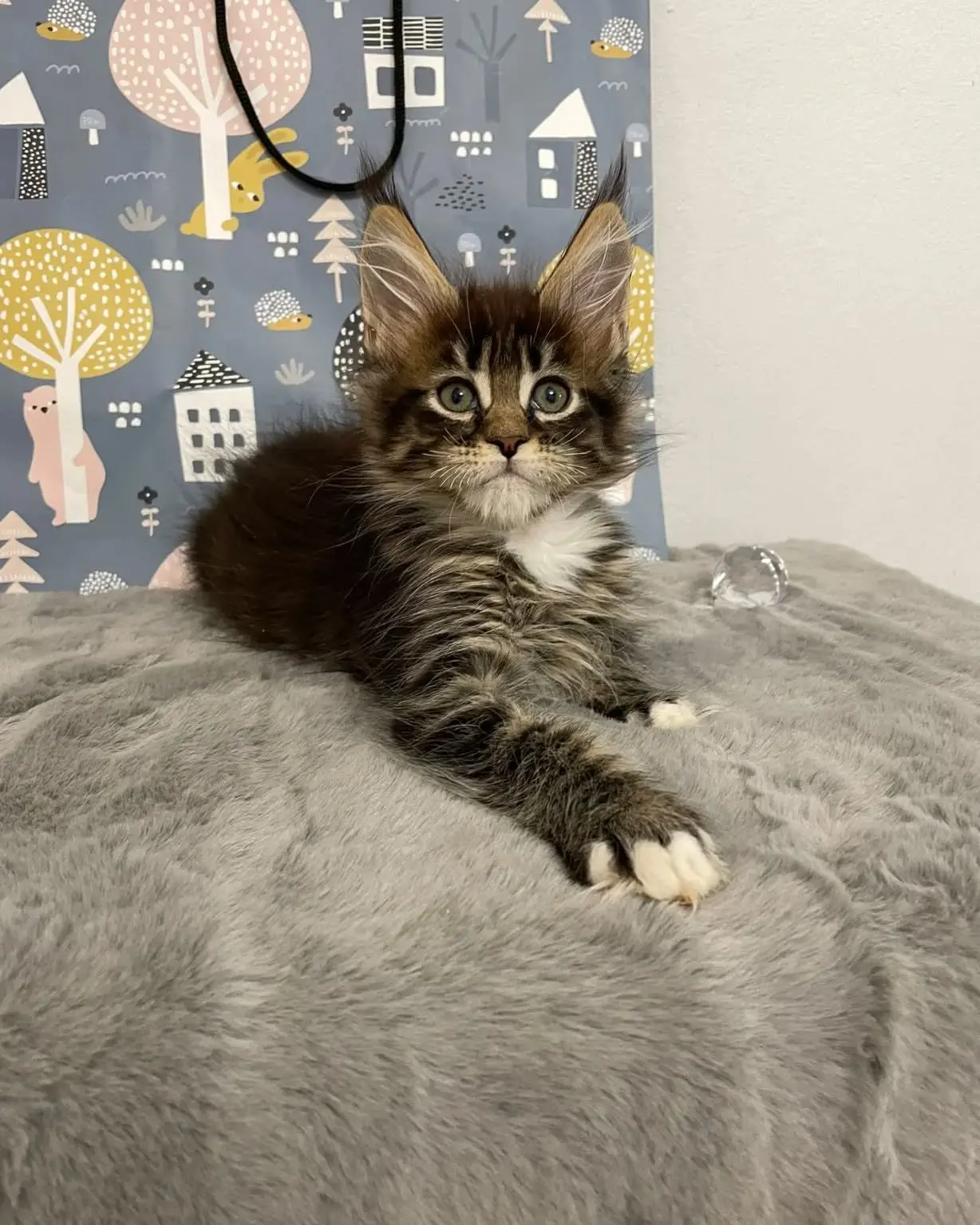 Kann man eine Maine Coon alleine halten?
