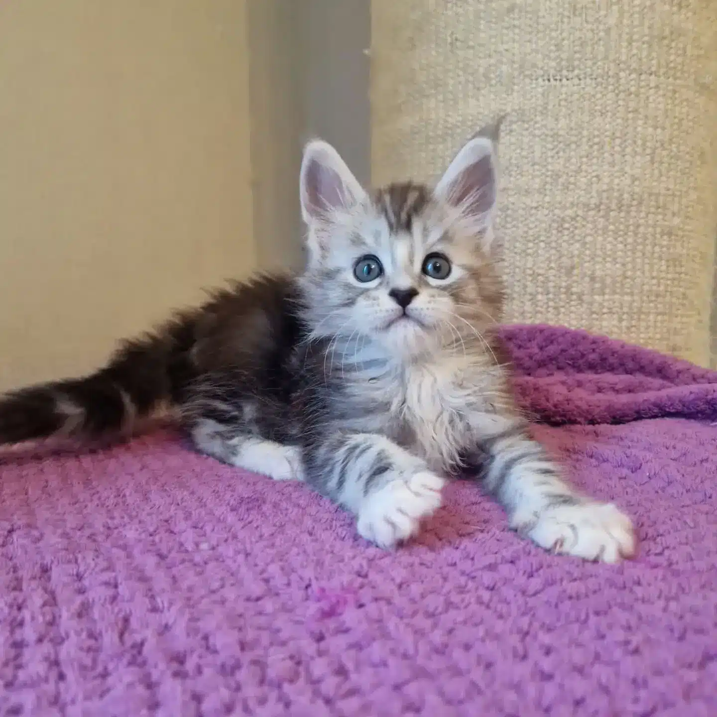 Was kostet eine Maine Coon Katze?