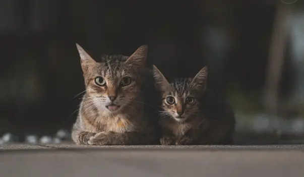 Welche Krankheiten sind typisch für Maine Coons?