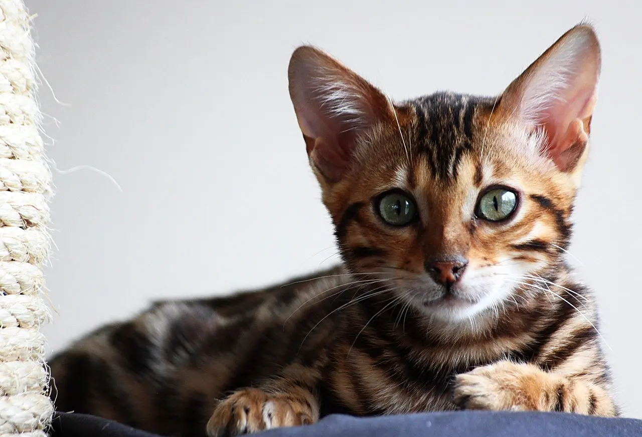 Woher kommt die Bengal Katze