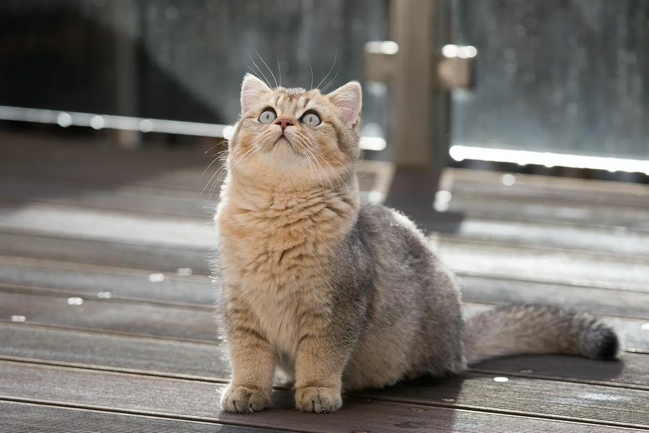 Ist die Britisch Kurzhaar Katze für Allergiker geeignet?