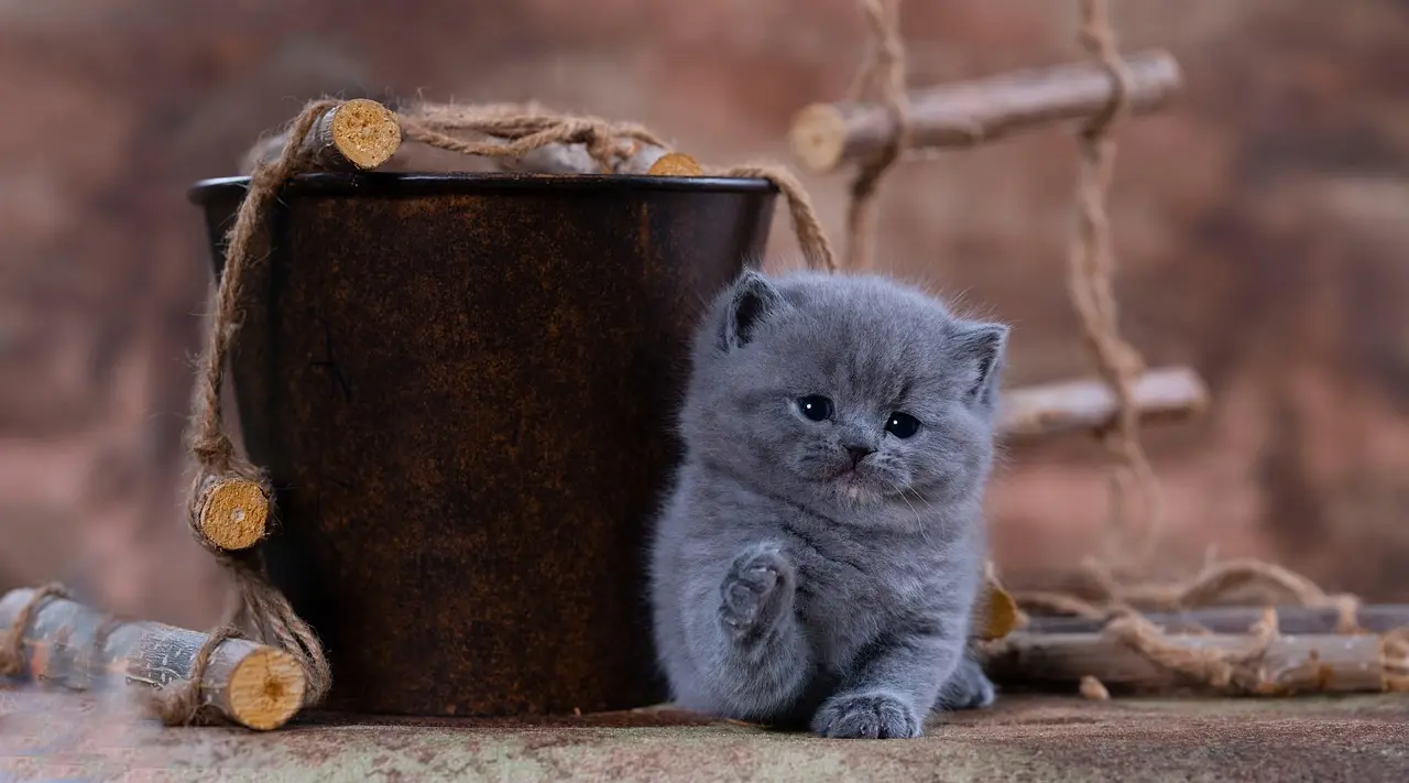 Welches Futter für Britisch Kurzhaar Katzen ? Der ultimative BKH-Futterguide