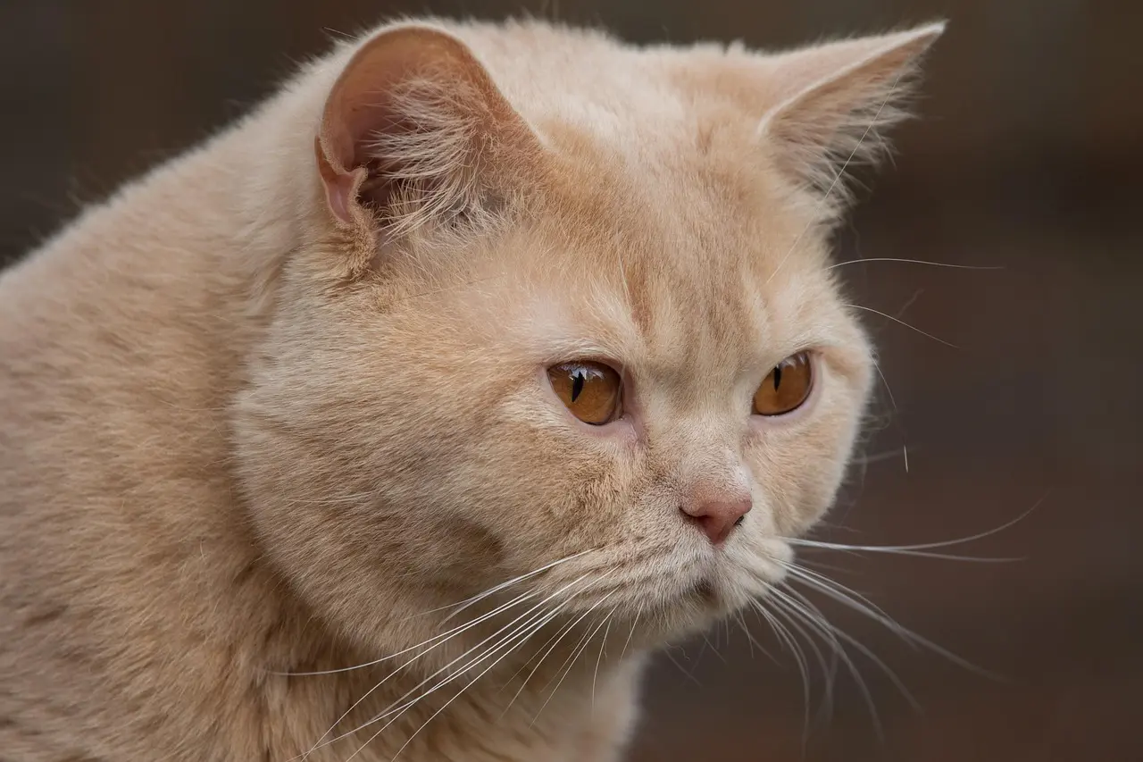 Die Britisch Kurzhaar Katze, oft liebevoll als BKH bezeichnet, ist eine der beliebtesten Katzenrassen weltweit. Mit ihrem dichten, plüschigen Fell, dem runden Gesicht und dem ruhigen Wesen erobert sie schnell die Herzen vieler Katzenliebhaber. Doch wer sich für eine Britisch Kurzhaar interessiert, merkt schnell: Diese Rasse hat ihren Preis. Warum ist das so? In diesem Artikel erfährst du die wichtigsten Gründe, warum Britisch Kurzhaar Katzen so teuer sind. 1. Hochwertige Zucht kostet Geld Die Zucht einer gesunden, rassetypischen Britisch Kurzhaar ist mit erheblichen Kosten verbunden. Seriöse Züchter investieren viel Zeit, Wissen und Geld, um gesunde Tiere mit stabilem Wesen zu züchten. Hierzu gehören: Tierärztliche Untersuchungen: Alle Zuchttiere müssen regelmäßig auf Erbkrankheiten getestet werden (z. B. HCM, PKD). Deckgebühren: Wird ein fremder Deckkater verwendet, fallen nicht selten mehrere Kätzchenrt Euro an. Trächtigkeit & Geburt: Während der Trächtigkeit wird die Kätzin tierärztlich betreut. Komplikationen können schnell teuer werden. 2. Aufwändige Aufzucht der Kitten Britisch Kurzhaar Kitten bleiben in der Regel mindestens 12 Wochen, oft sogar 14 bis 16 Wochen beim Züchter. In dieser Zeit: erhalten sie mehrere Wurmkuren, werden mindestens zweimal geimpft, bekommen hochwertiges Futter, und werden liebevoll sozialisiert. Ein verantwortungsvoller Züchter nimmt sich viel Zeit für jedes Kitten, damit es optimal auf sein neues Zuhause vorbereitet ist. Diese intensive Betreuung ist zeit- und kostenintensiv. 3. Qualitätsmerkmale der Rasse Die Britisch Kurzhaar hat strenge Rassestandards. Nur Katzen mit bestimmten Merkmalen (z. B. Kopfform, Augenfarbe, Fellstruktur) dürfen zur Zucht verwendet werden. Die Zucht auf solche Merkmale erfordert gezielte Verpaarungen und oftmals viele Generationen Planung. Auch dadurch steigt der Preis. 4. Registrierung und Verbandsarbeit Züchter, die in anerkannten Katzenzuchtverbänden (wie FIFe, TICA oder GCCF) organisiert sind, unterliegen strengen Auflagen. Jede Verpaarung und jeder Wurf muss gemeldet werden. Die Kitten erhalten einen Stammbaum, was die Seriosität garantiert, aber auch mit Kosten verbunden ist. 5. Gesundheit hat ihren Preis Ein großer Unterschied zwischen seriöser Zucht und "Vermehrung" ist die Gesundheitsvorsorge. Bei guten Züchtern sind die Elterntiere genetisch getestet, geimpft, entwurmt und werden regelmäßig untersucht. Das bedeutet: geringeres Risiko für Erbkrankheiten, längere Lebenserwartung, und ein stabileres Wesen. Diese Investitionen spiegeln sich im Preis wider – aber sie zahlen sich für den Käufer langfristig aus. 6. Hohe Nachfrage trifft begrenztes Angebot Die Britisch Kurzhaar ist extrem beliebt, doch verantwortungsvolle Züchter geben nur eine begrenzte Anzahl an Würfen pro Jahr ab. Das bedeutet: lange Wartelisten, begrenzte Kitten pro Wurf (meist 3-5), und steigende Preise durch hohe Nachfrage. 7. Was kostet eine Britisch Kurzhaar Katze konkret? Je nach Farbe, Züchter, Abstammung und Region liegen die Preise in Deutschland meist zwischen 800 und 1.500 Euro. Besonders seltene Farben oder Linien mit Ausstellungstiteln können sogar bis zu 2.000 Euro oder mehr kosten. Möchtest du mehr darüber wissen, welche Faktoren den Preis beeinflussen, findest du hier eine ausführliche Übersicht: 👉 Was kosten Britisch Kurzhaar Katzen? 8. Augen auf beim Katzenkauf Günstige Angebote im Internet oder von Hobbyzüchtern wirken verlockend, aber Vorsicht: Oft steckt keine echte BKH dahinter oder die Tiere sind krank, schlecht sozialisiert oder traumatisiert. Achte beim Kauf auf: Stammbaum und Impfausweis Saubere Umgebung Gesunde, neugierige Kitten Elterntiere vor Ort kennenlernen 9. Lohnt sich der hohe Preis? Definitiv. Wer sich für eine Britisch Kurzhaar von einem verantwortungsvollen Züchter entscheidet, bekommt: ein gut sozialisiertes Familienmitglied, das gesundheitlich bestmöglich betreut wurde, mit stabiler Psyche, und längerem, gesünderem Leben. 10. Fazit: Qualität hat ihren Preis Die Britisch Kurzhaar ist mehr als nur eine schöne Katze. Ihr hoher Preis spiegelt eine verantwortungsvolle, liebevolle und gesunde Zucht wider. Wenn du überlegst, dir eine BKH anzuschaffen, solltest du den Kaufpreis nicht als Hürde, sondern als sinnvolle Investition in ein langes, harmonisches Zusammenleben mit deinem neuen Liebling betrachten. Möchtest du britisch kurzhaar kaufen, findest du hier eine Auswahl liebevoll aufgezogener Tiere von vertrauensvollen Züchtern in deiner Nähe: 👉 Britisch Kurzhaar kaufen Oder suchst du gezielt nach einem bkh züchter in der nähe? Auf unserem Marktplatz findest du viele Angebote mit Hintergrundinfos und Bildern!