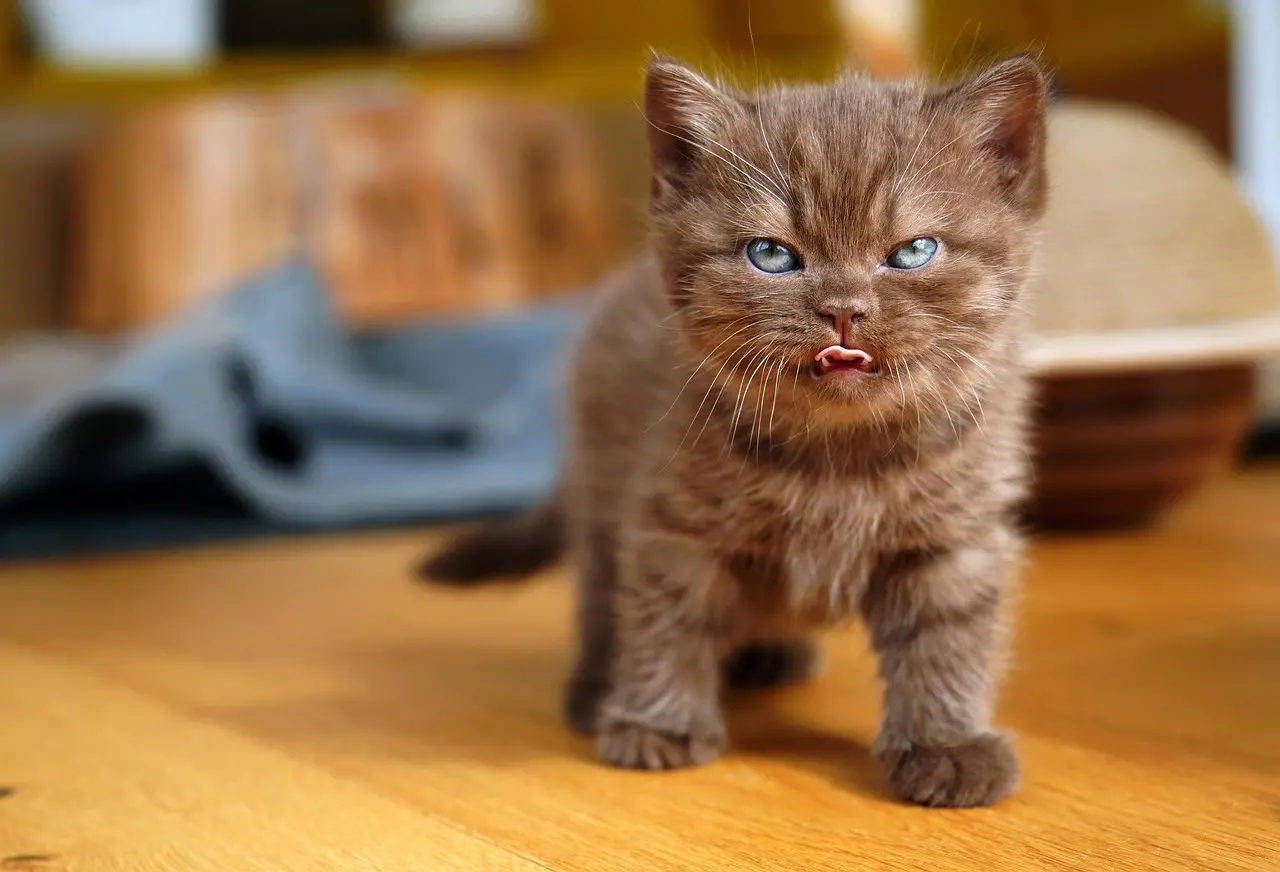 Was fressen Britisch Kurzhaar Katzen ?