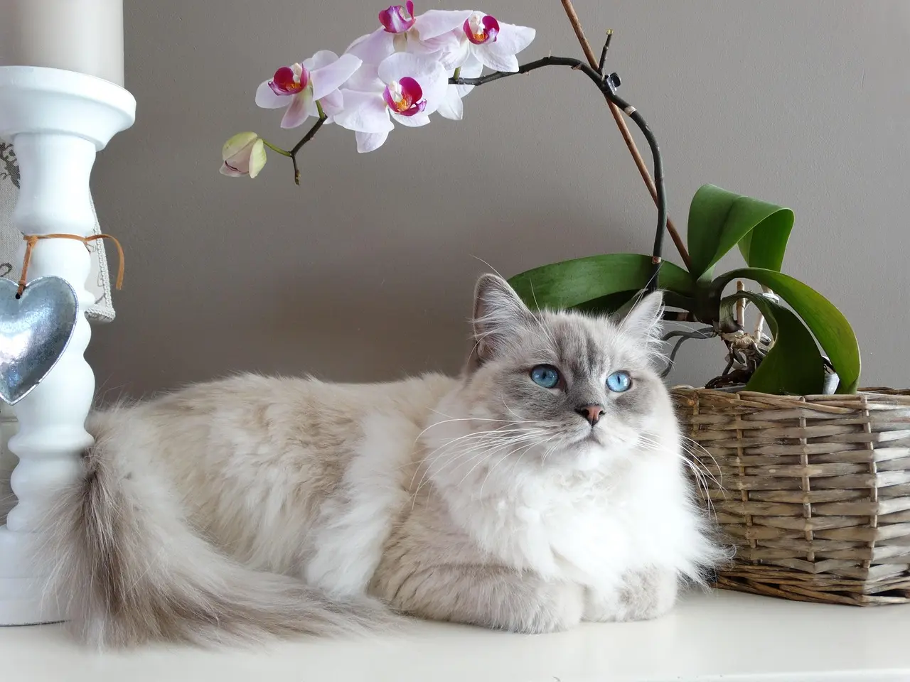 ragdoll katze
