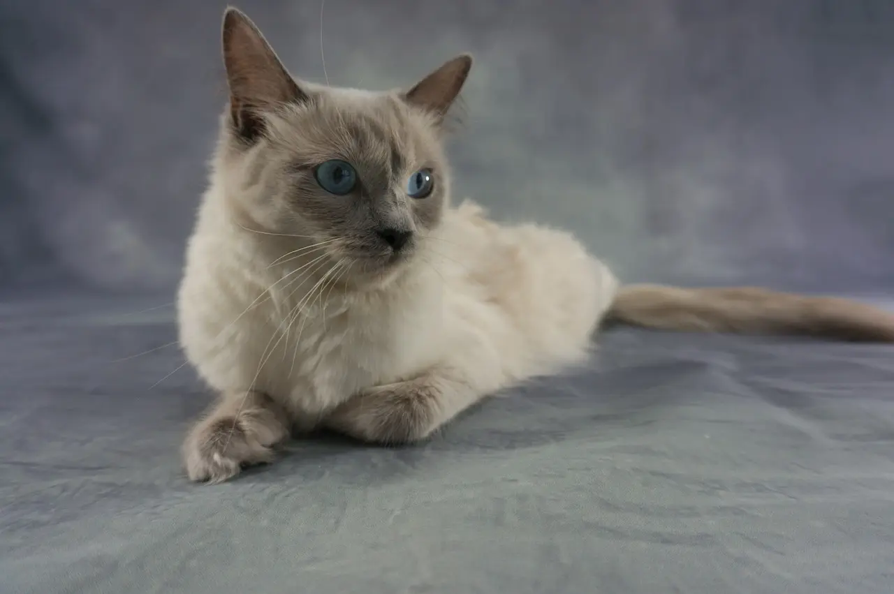 Ragdoll Katze kastrieren
