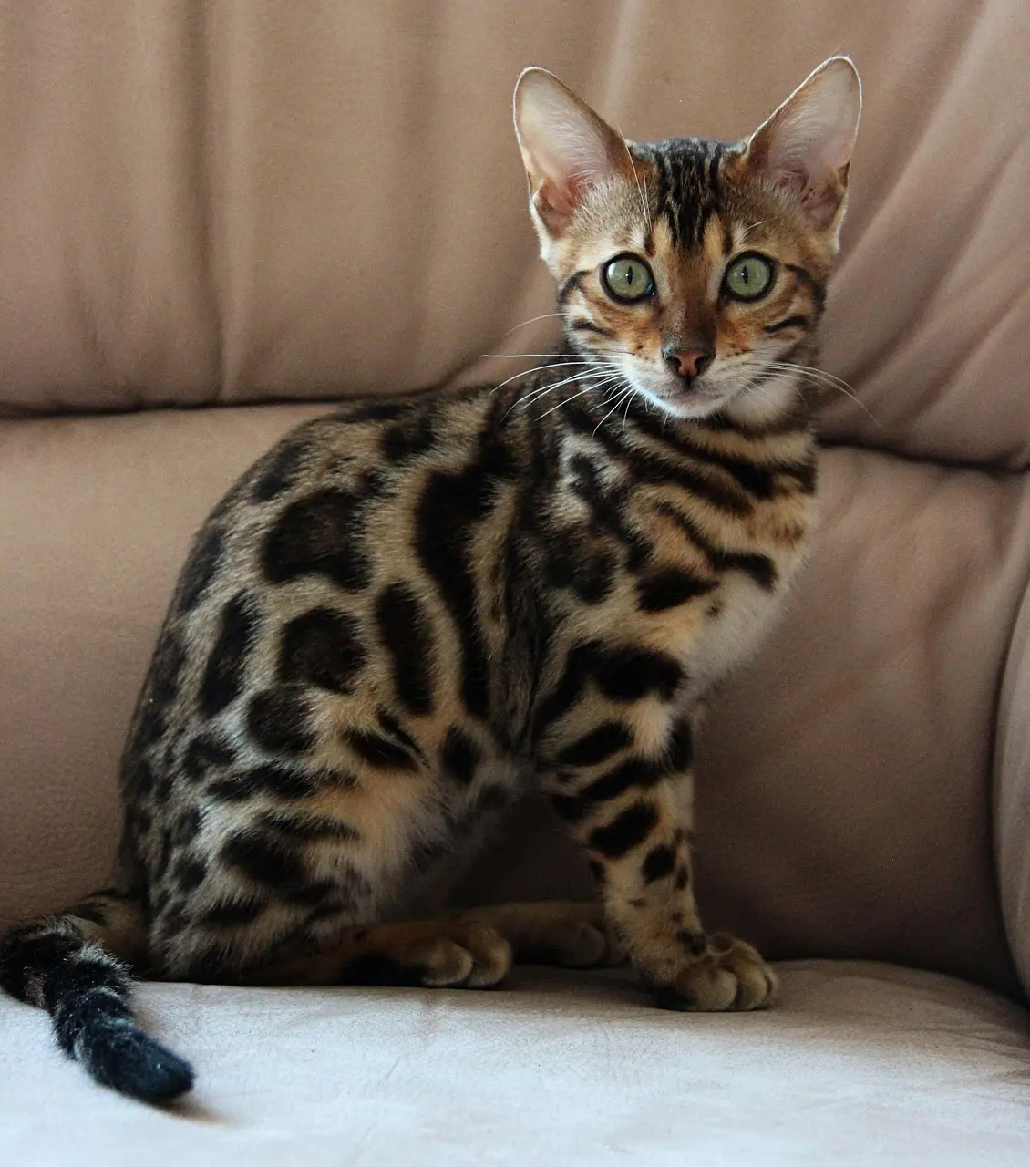 bengal