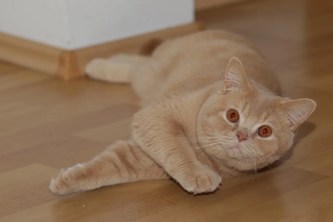 Wann sollte man einen Britisch Kurzhaar Kater kastrieren ?