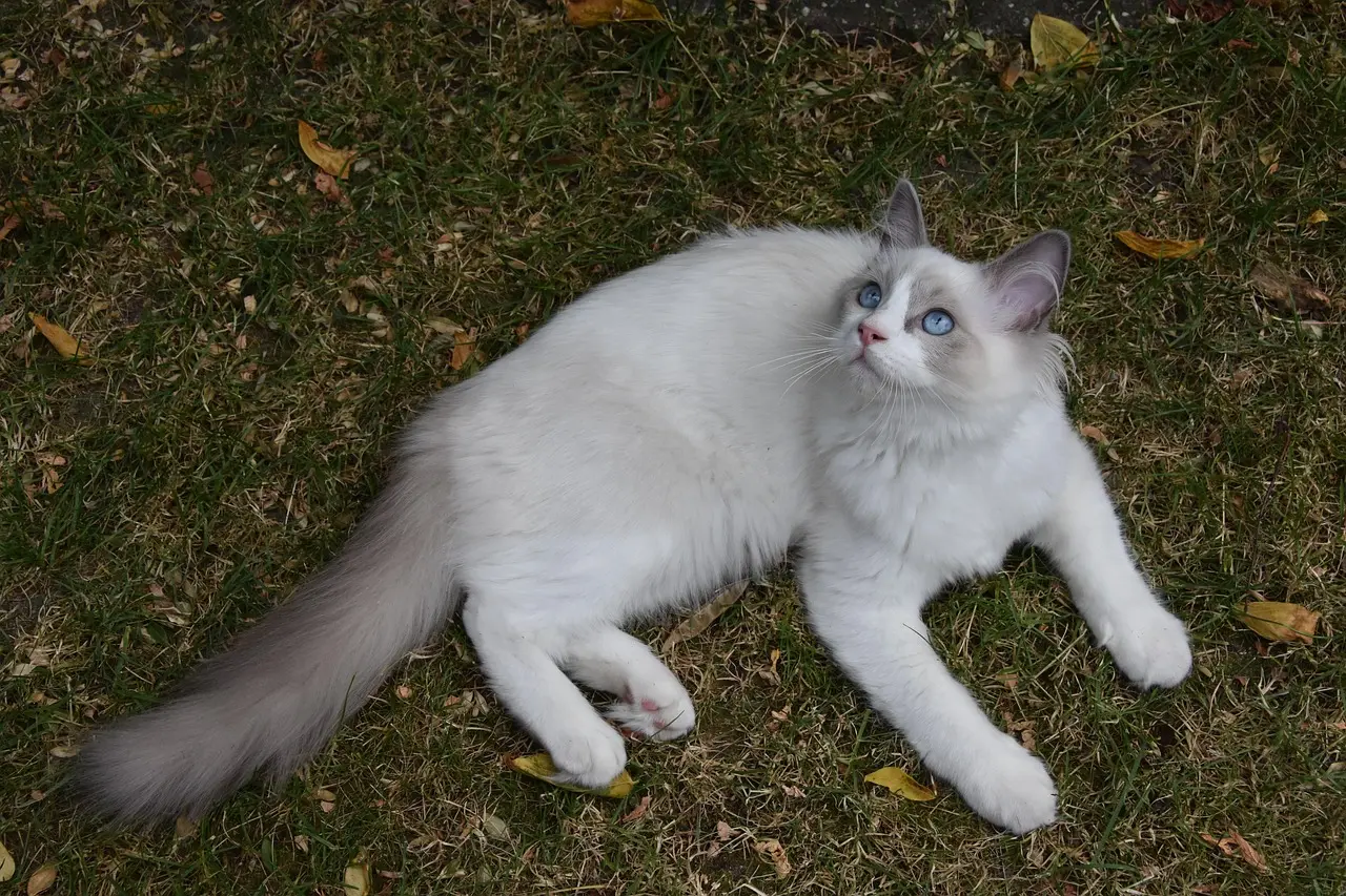 Wie viel kostet eine Ragdoll Katze