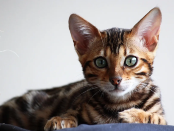 Woher kommt die Bengal Katze