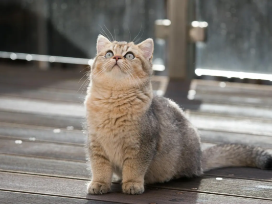 Ist die Britisch Kurzhaar Katze für Allergiker geeignet?