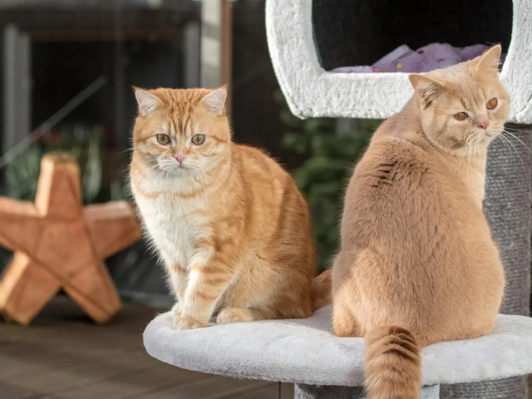 Was kosten Britisch Kurzhaar Katzen ?