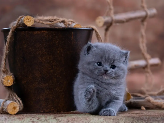 Welches Futter für Britisch Kurzhaar Katzen ? Der ultimative BKH-Futterguide