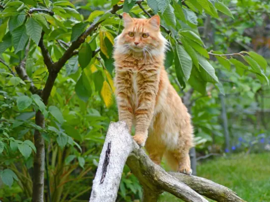 Wie alt werden Katzen Maine Coon?