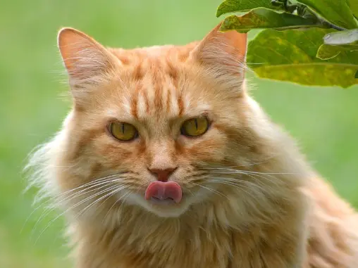 Maine Coon