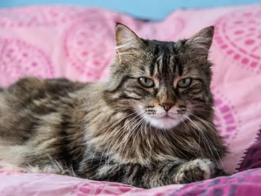 Wie groß wird eine XXL Maine Coon?