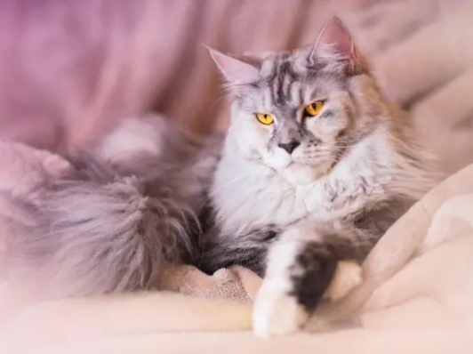 Maine Coon