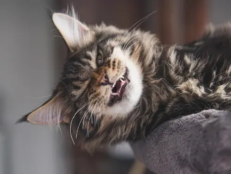 Sind Maine Coons Schmusekatzen?
