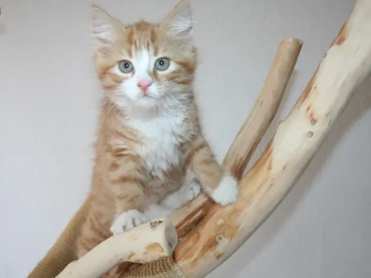 Sind Maine Coon Katzen in Deutschland erlaubt?