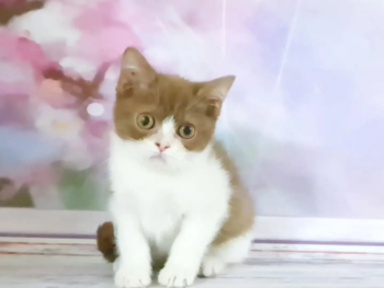 Weiblich Britisch Kurzhaar Katzchen